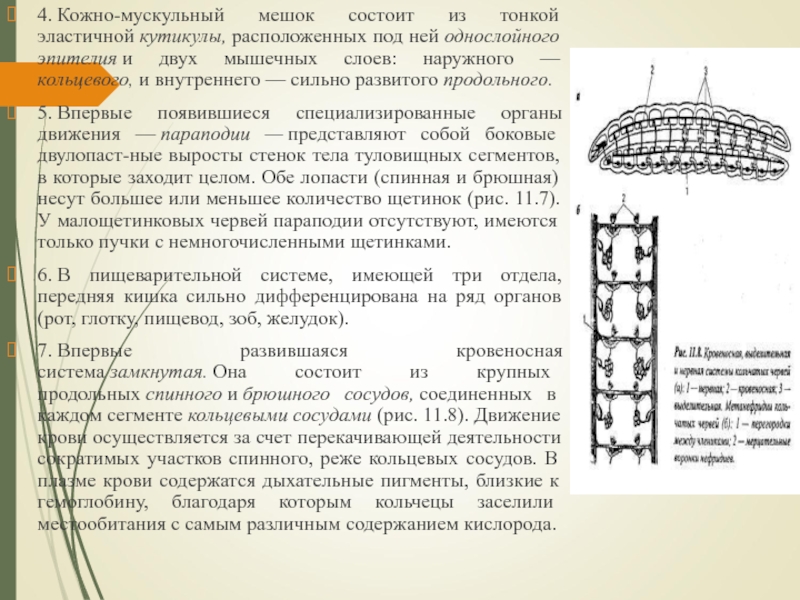 4. Кожно-мускульный мешок состоит из тонкой эластичной кутикулы, расположенных под ней однослойного эпителия и двух мышечных слоев: наружного —кольцевого, и внутреннего — сильно