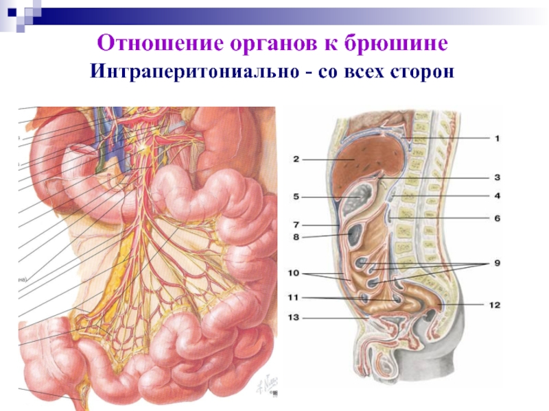 Отношение органов к брюшине схема