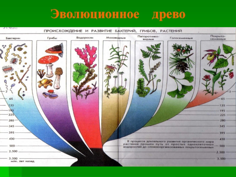 Презентация эволюция растений и животных 7 класс