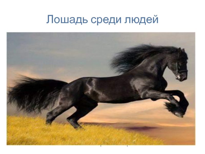 Лошадь среди людей
