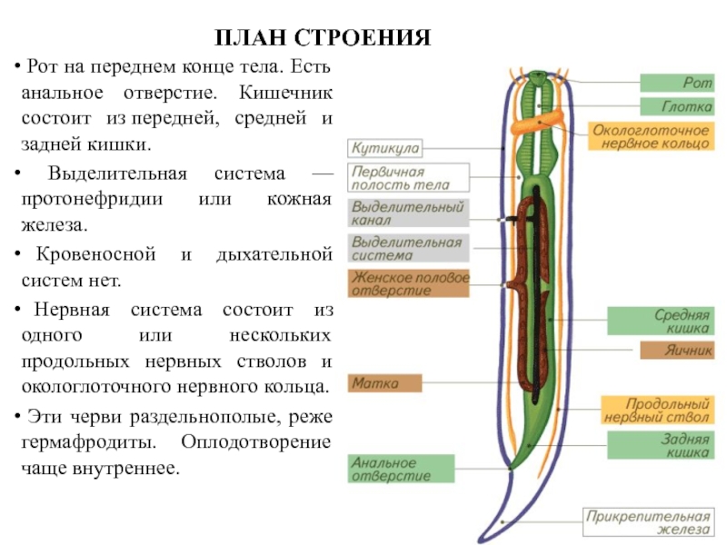 Нервная система круглых червей