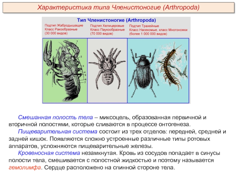 Ракообразные паукообразные насекомые конечности