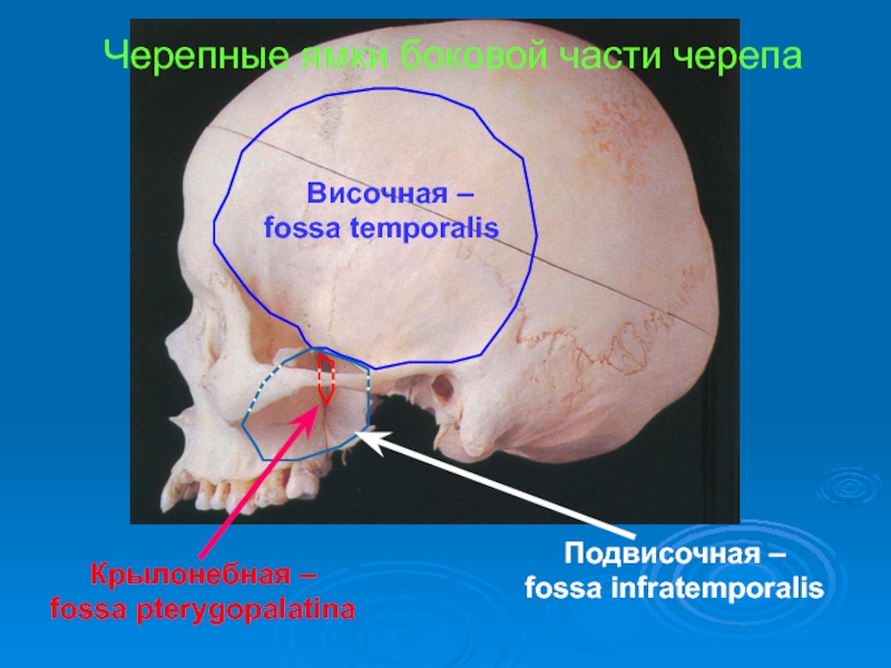 Границы крылонебной ямки. Подвисочная ямка черепа. Подвисочная ямка анатомия. Подвисочная ямка черепа анатомия. Височная и подвисочная ямка.