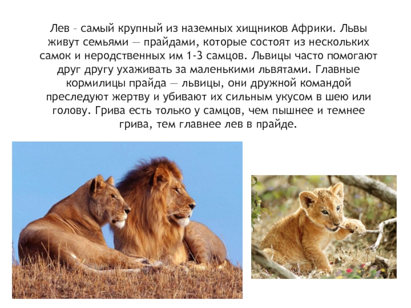 Информация про львов. Доклад про Львов 1 класс. Доклад про Льва. Лев описание животного. Лев кратко.