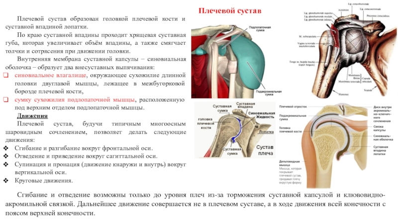 Схема плечевого сустава