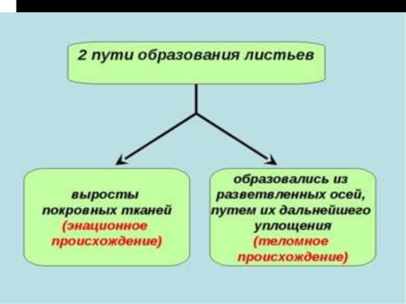 Основные пути эволюции растений презентация