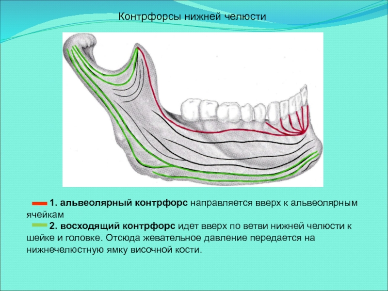 Схема контрфорсов анатомия