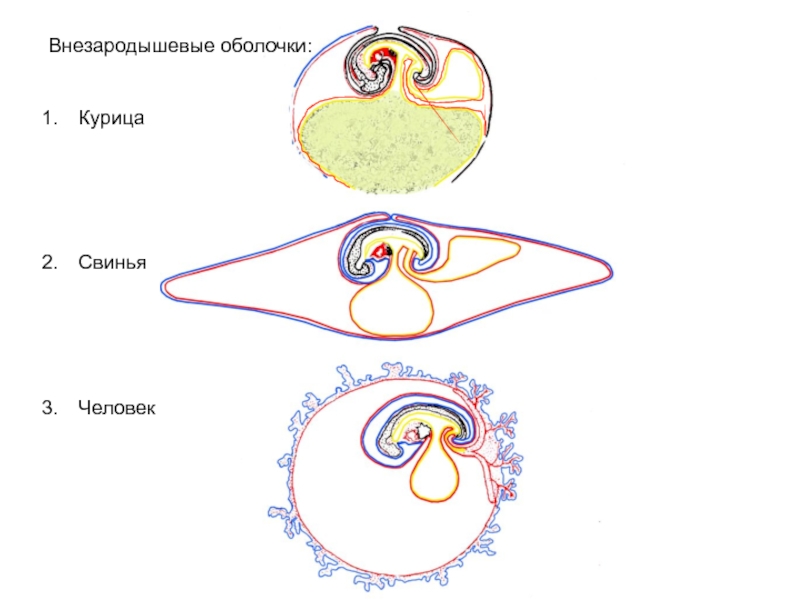 Эмбриогенез птиц схема