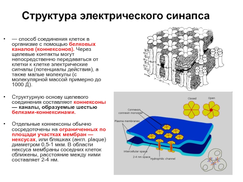 Соединение клеток