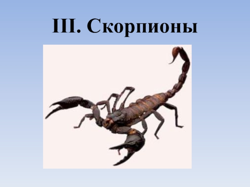 Строение скорпиона. Внешнее строение скорпиона. Внешнее строение скорпиона рисунок. Скорпион биология 7 класс.