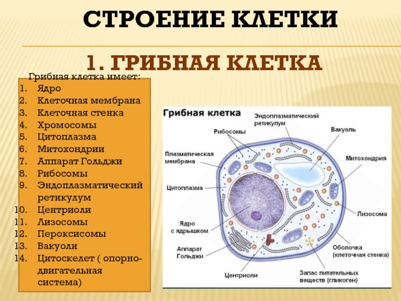 Клетка имеет. Строение клетки гриба. Грибная клетка. Вакуоли клетки гриба. Клеточная стенка грибной клетки.