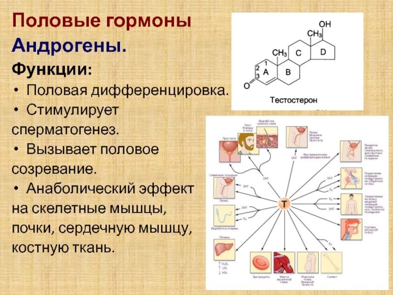 Функции полов