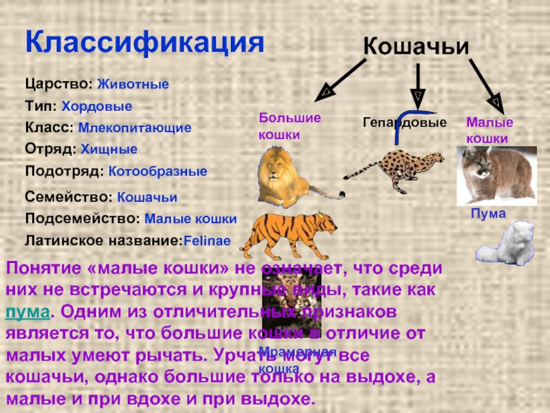 Человек как представитель царства животных реализует. Классификация кошки. Семейство кошачьих классификация. Семейство кошачьих систематика. Систематика животных кошка.