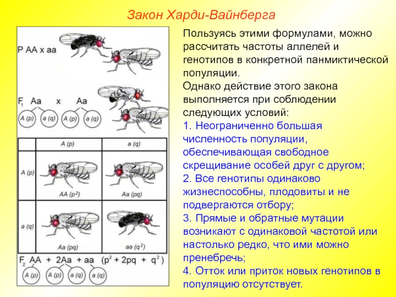 Частоты генотипов в популяции. Закон Харди Вайнберга для 2 аллелей. Популяционная генетика задачи. Задачи на популяционную генетику. Закон частоты аллелей.