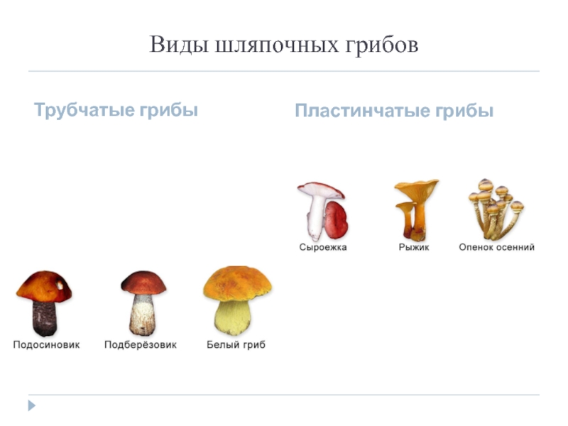 Группы грибов трубчатые грибы пластинчатые грибы