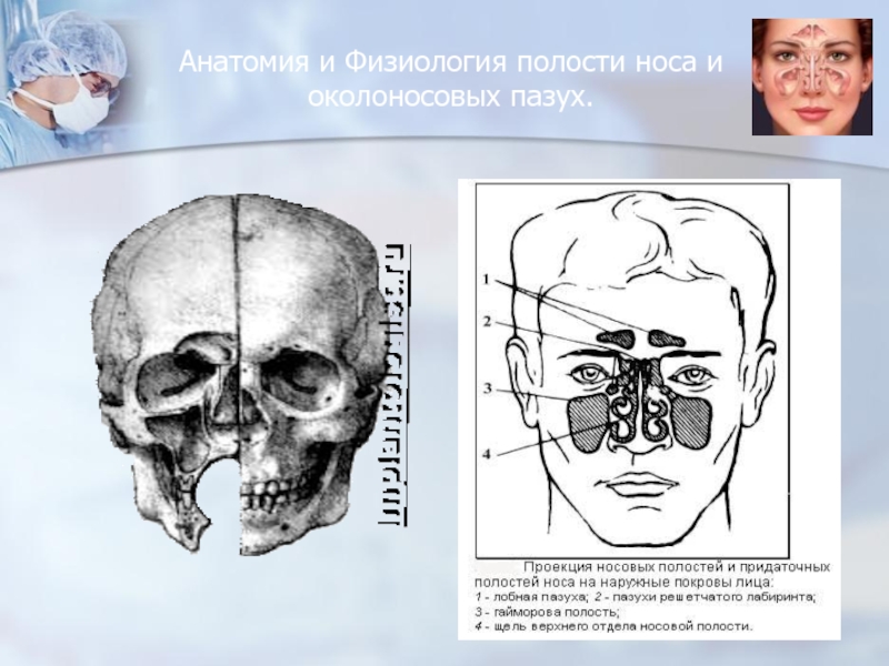 Анатомия носа и околоносовых пазух презентация