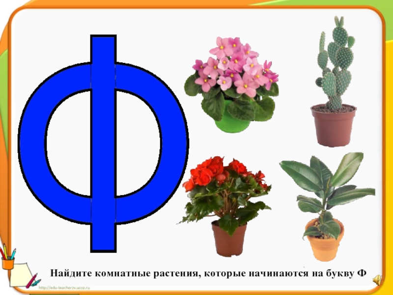 Растения на букву ш. Комнатные растения на букву ф. Цветы на букву ф. Цветы начинающиеся на букву ф. Цветы на букву а.