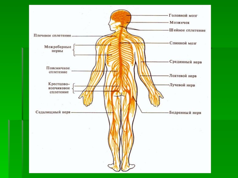 Карта нервов человека