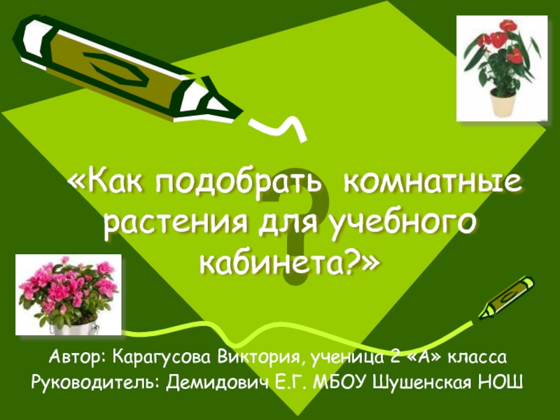 Как подобрать комнатные растения для учебного кабинета?