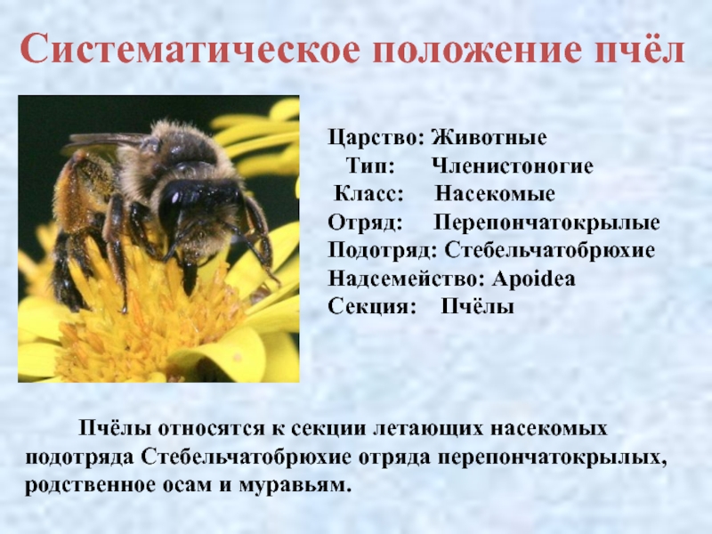 К какому типу относят насекомых. Отряд насекомых Перепончатокрылые. Медоносная пчела отряд. Представители перепончатокрылых насекомых. Медоносная пчела относится к.