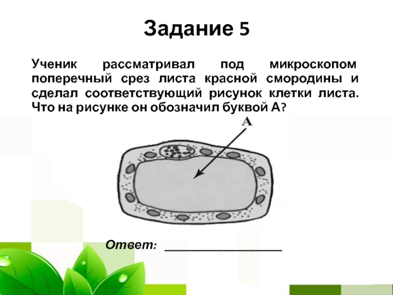 Клетка листа смородины