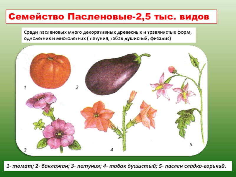 Семейство класса двудольные презентация 6 класс