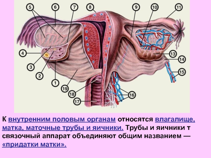 Матка трубы яичники рисунок