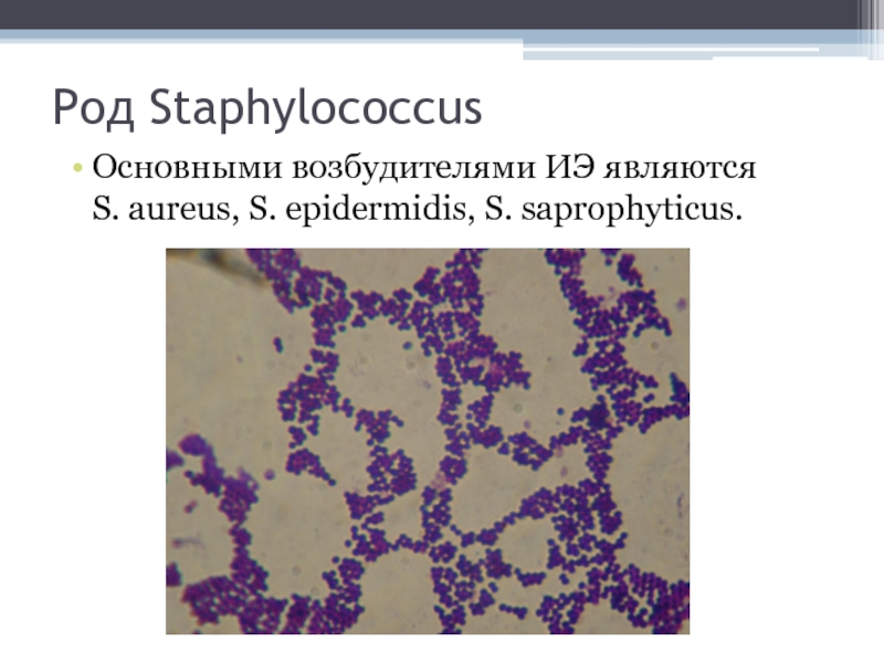 Стафилококки является причиной. Сапрофитный стафилококк Staphylococcus saprophyticus. Возбудитель стафилококк ауреус. Стафилококки являются возбудителями. Staphylococcus aureus возбудитель.