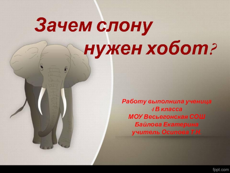Презентация Зачем слону нужен хобот?