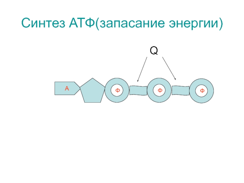 Атф состоит из остатков. Схема строения АТФ. Синтез АТФ. Схема АТФ-синтетазы в виде ротора. Рисунок АТФ-синтетазы.