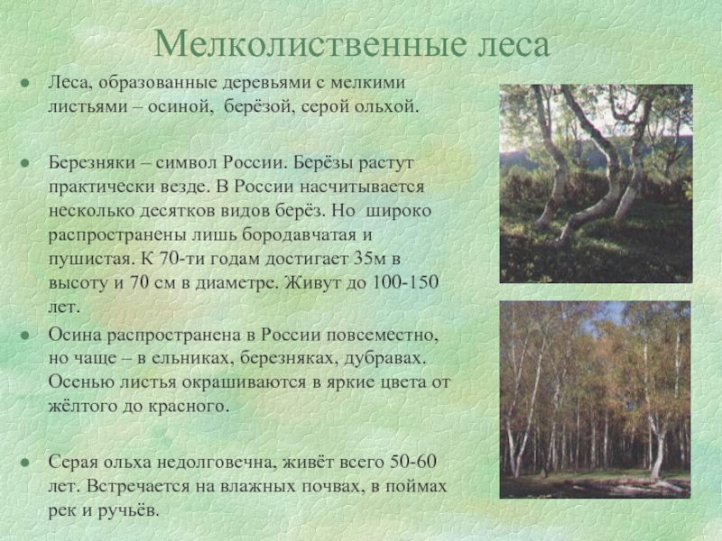Мелколиственные лесаЛеса, образованные деревьями с мелкими листьями – осиной, берёзой, серой ольхой. Березняки – символ России. Берёзы
