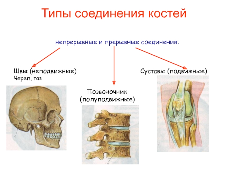 Типы соединения костей            непрерывные и прерывные