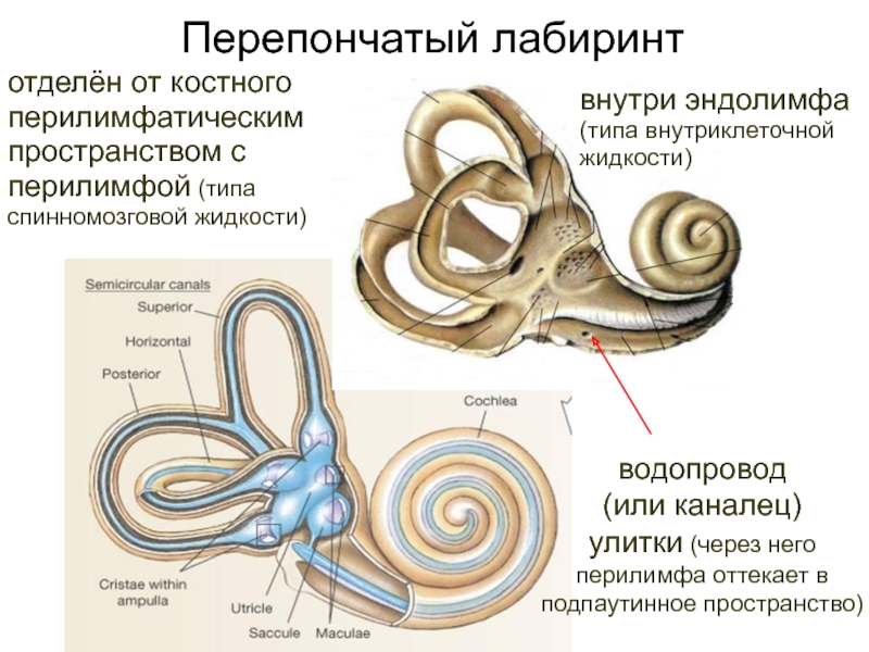 Средний канал внутреннего уха. Перепончатый Лабиринт уха строение. Внутреннее ухо строение перепончатого Лабиринта. Перепончатый Лабиринт внутреннего уха анатомия. Внутреннее ухо костный Лабиринт.