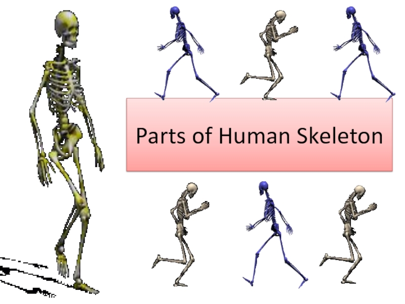 Parts of Human Skeleton