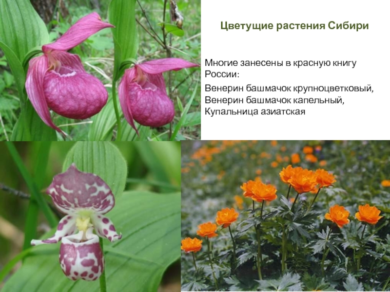 Какие растения называются редкими. Сибирский башмачок цветок. Венерин башмачок трава. Башмачок крупноцветковый. Венерин башмачок в Сибири.