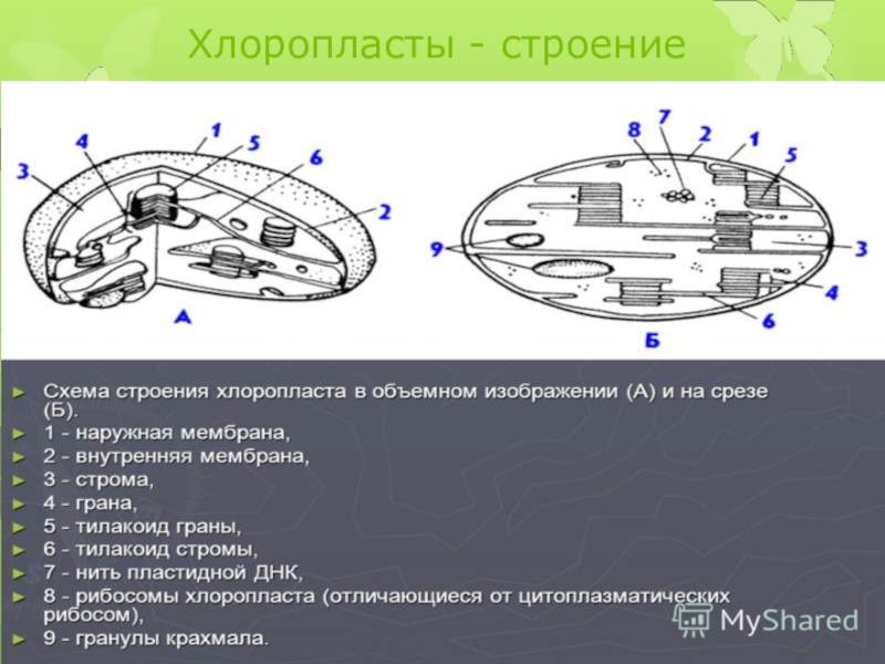 Строение хлоропласта. Строение хлоропласта ЕГЭ. Схема строения хлоропласта. Строение хлоропласта рисунок. Строение хлоропласта и его функции.