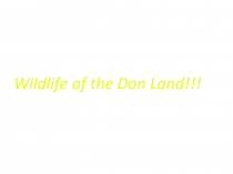 Wildlife of the Don Land