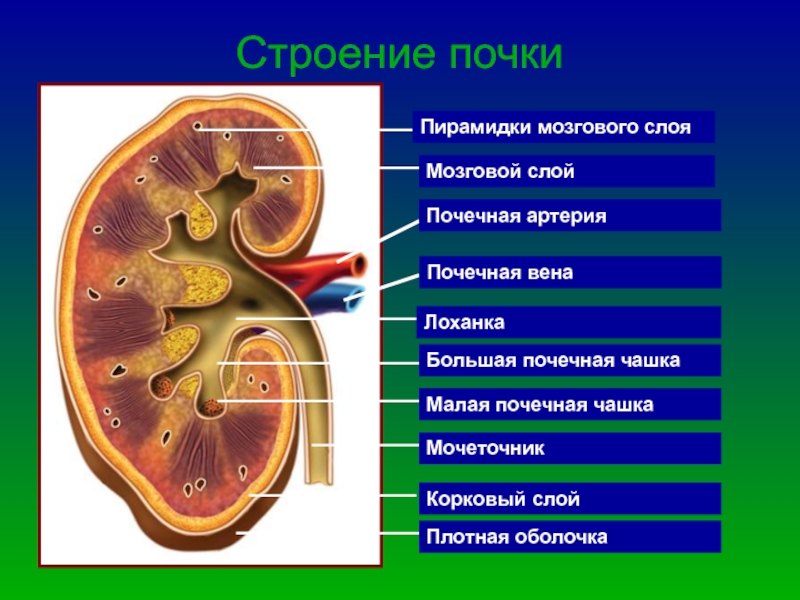 Доклад на тему почки. Строение почки почечная лоханка. Строение почки 8 класс биология. Почечная лоханка почечная Вена почечная артерия. Строение почки человека анатомия.