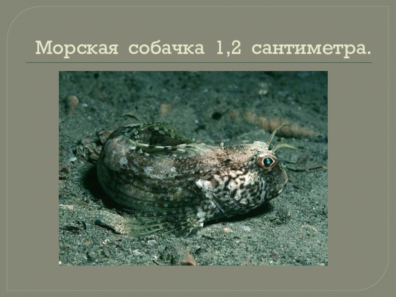 Морская собака стихотворение