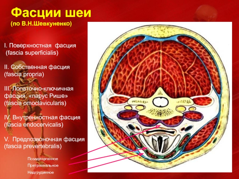 Фасции шеи рисунок