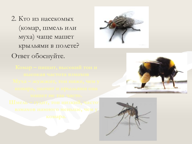 Звук жужжания мухи. Комар Муха Шмель. Муша Шмель. Какое насекомое чаще машет крыльями в полете Шмель комар или Муха. Шмель жужжит.