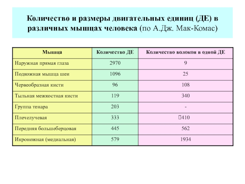 Количество мышц. Количество мышечных волокон в двигательных единица. Количество двигательных единиц в мышцах таблица. Сколько мышечных волокон в двигательной единице. Двигательные единицы таблица.