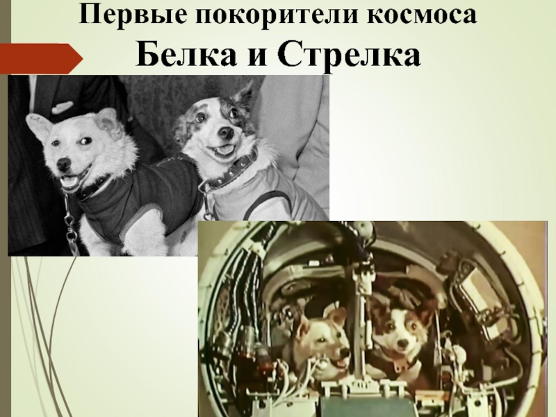 Фото белки полетевшей в космос. Гагарин и белка и стрелка. Гагарин,Терешкова,белка и стрелка. Первые Покорители космоса белка и стрелка. Первая собака полетевшая в космос.