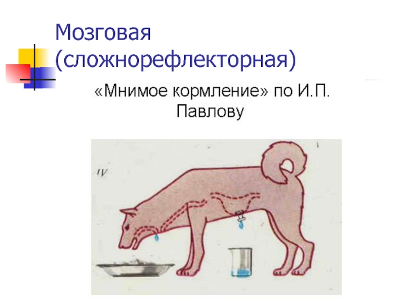 Регуляция пищеварения 8 класс биология кратко. Регуляция пищеварения. Сложнорефлекторная (мозговая):. Пищеварение и регуляция и п Павлов. Проект регуляция пищеварения.