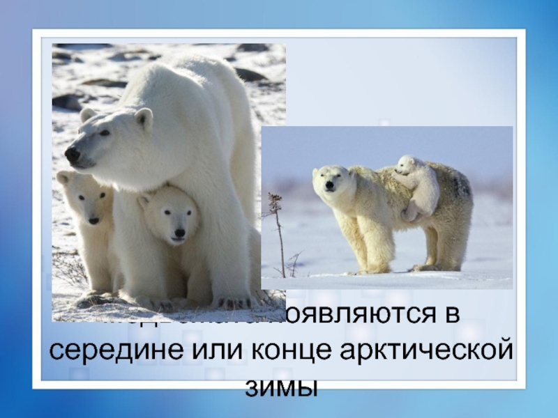 медвежата появляются в середине или конце арктической зимы