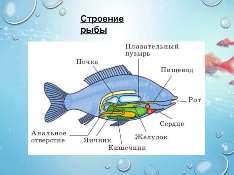 Рыбы биология 2 класс. Строение плавательного пузыря у рыб. Строение аквариумной рыбки. Внутреннее строение рыбы схема. Внутреннее строение рыбы плавательный пузырь.