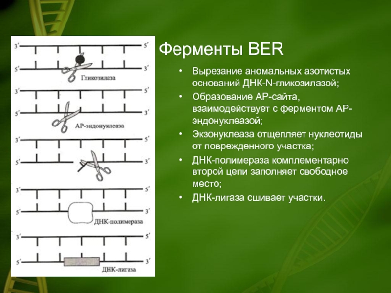 Днк n. ДНК гликозилаза. Функции ДНК гликозилазы. Фермент репарации ДНК - экзонуклеаза. Мутагенез и репарация ДНК.