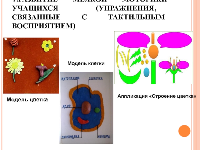 Биология 8 овз