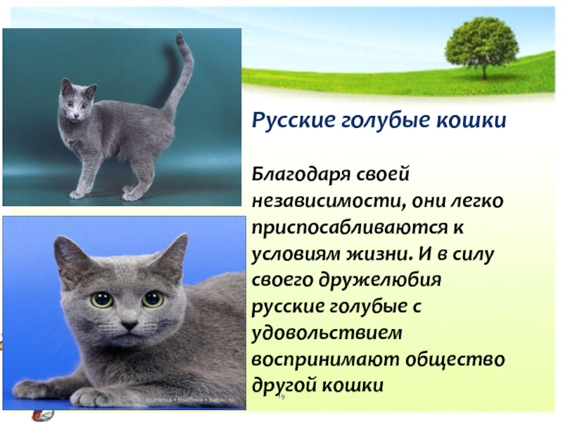 Русские голубые кошки Благодаря своей независимости, они легко приспосабливаются к условиям жизни. И в силу своего дружелюбия