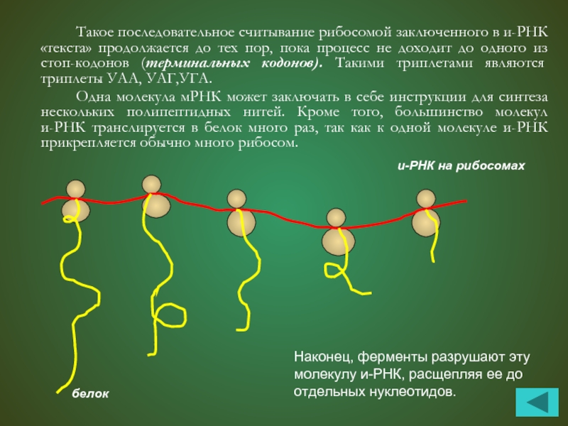 Один триплет днк несет информацию о